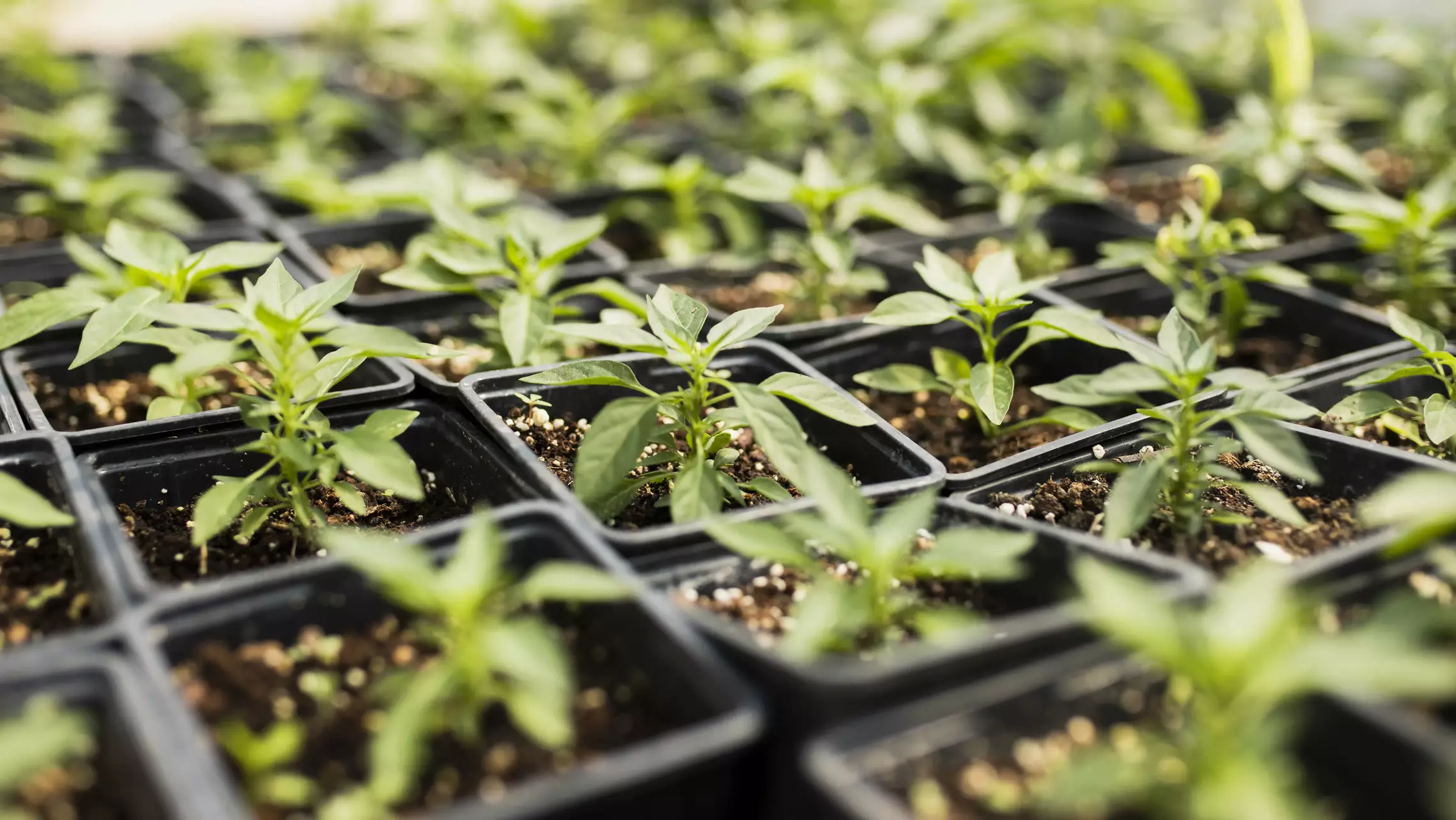 Photo de plantons de poivrons