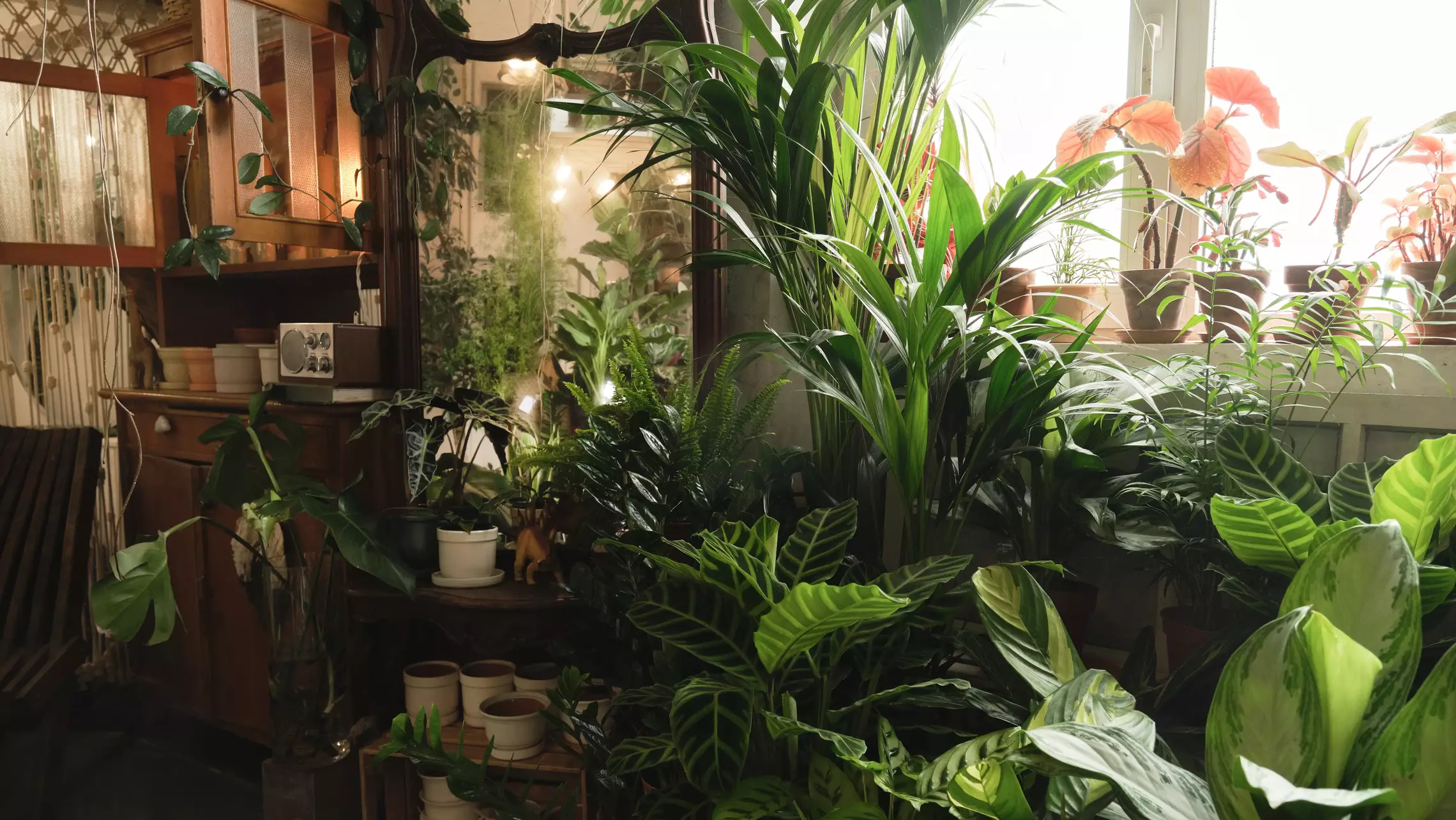 Magasin de plantes vertes