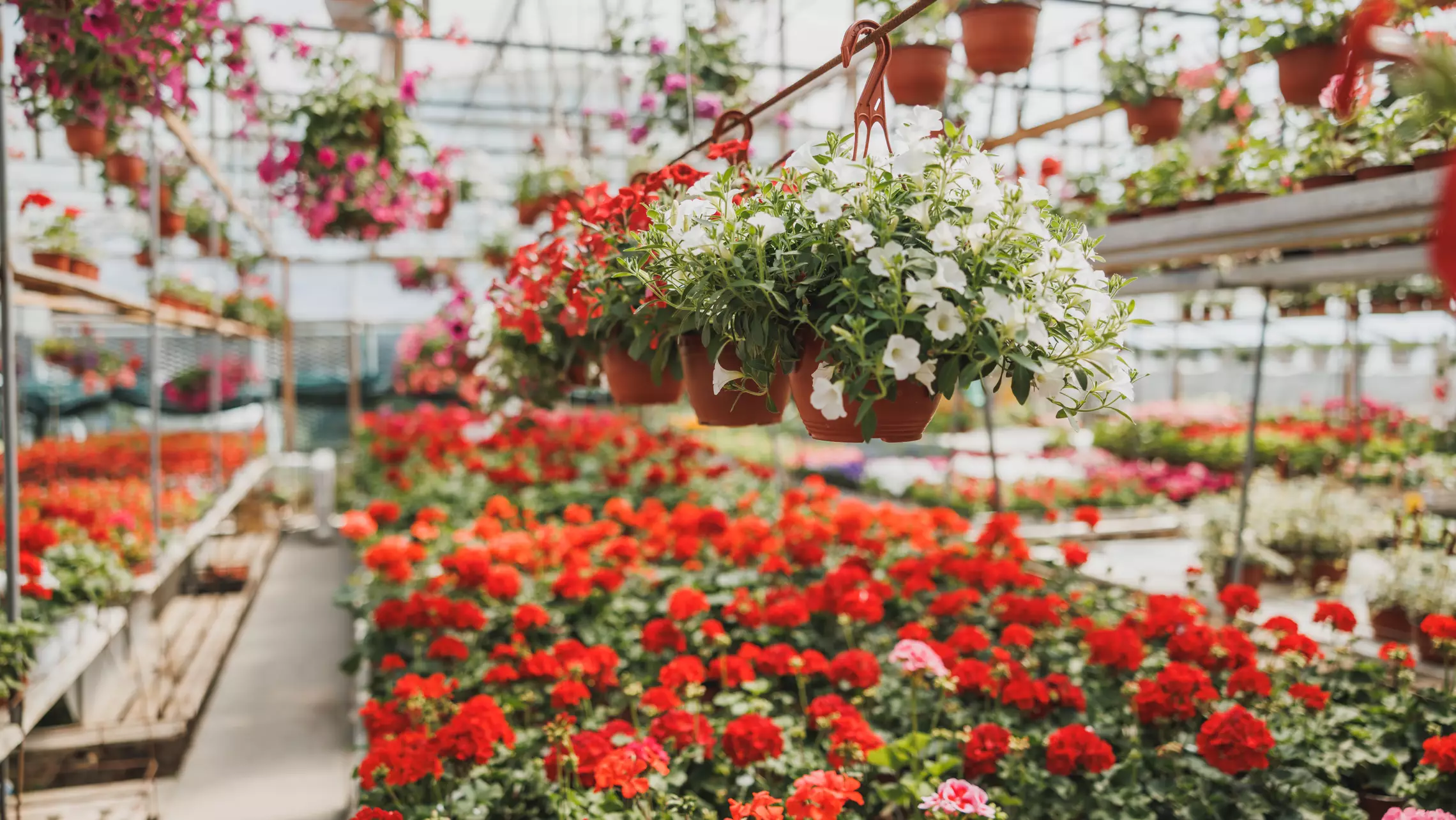 Images de fleurs dans un Garden Center